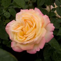 Roseira de flor grande Peace
