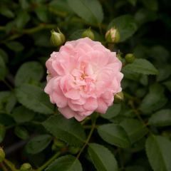 Roseira miniatura The Fairy
