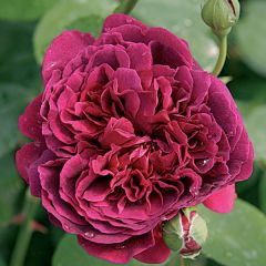 Roseira inglesa William Shakespeare 2000