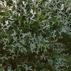 Salgueiro do Japão Hakuro Nishiki - Salix integra