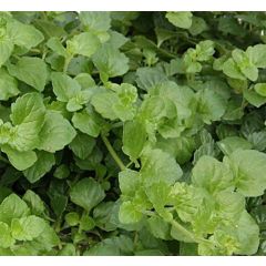 Satureja douglasii Indian Mint - Menta indiana