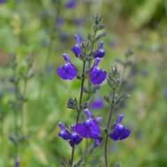 Sálvia microphylla Victoria Blue® Vivisal