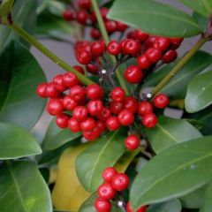 Skímia japonica Veitchii