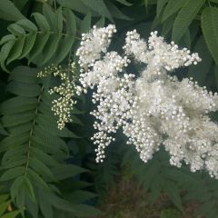 Sorbária sorbifolia