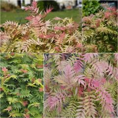 Sorbária sorbifolia Pink Hopi