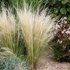 Stipa tenuifolia Pony Tails