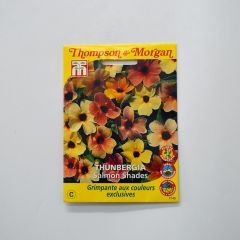 Thunbergia alata Salmon Shades em sementes