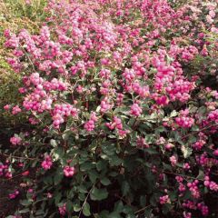 Symphoricarpos doorenbosii Magical Candy