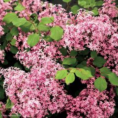 Syringa microphylla Red Pixie