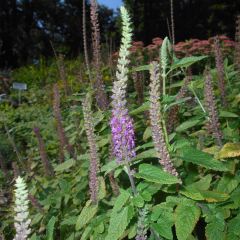 Teucrium hircanicum