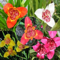 Tigridia pavonia em mistura