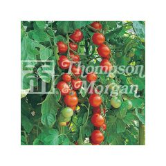 Tomate-cereja Gardeners Delight