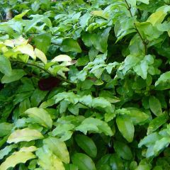 Alfenheiro Lemon Lime - Ligustrum ovalifolium