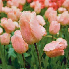 Tulipa Simples precoce Apricot Beauty