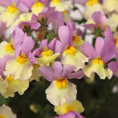 Nemésia Pink Lemonade
