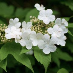 Viburnum opulus - Viburno-comum