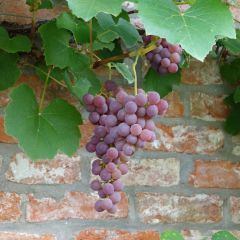 Videira Fragola Nera