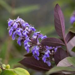 Vitex agnus-castus Flip Side