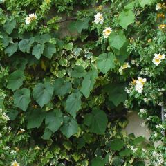 Vitis coignetiae - Videira