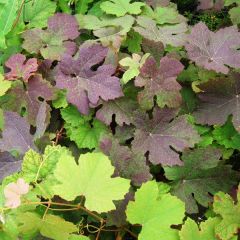 Videira Purpurea