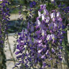 Wisteria floribunda Domino - Glicínia