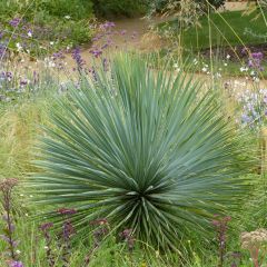 Yucca rostrata - Iúca-azul