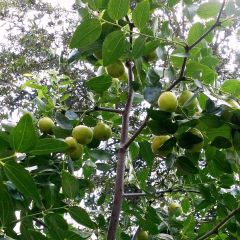 Jujuba / Tâmara chinesa Li - Árvore de Jujuba de Fruto Grande