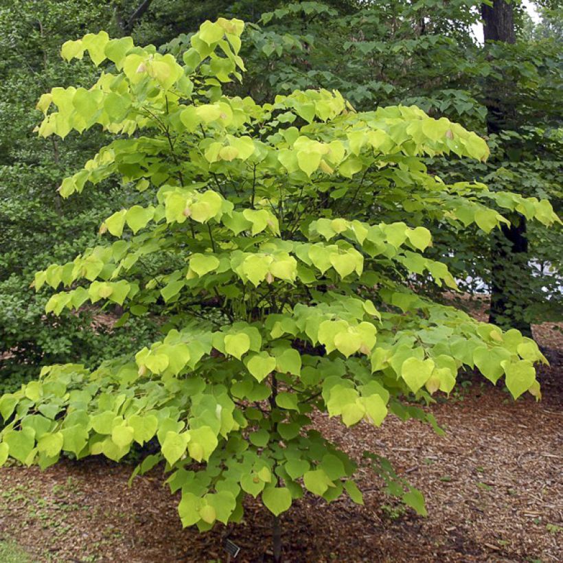 Cercis canadensis Hearts of Gold (Hábito)