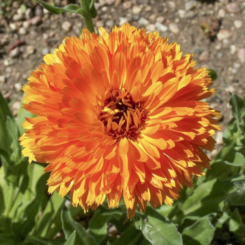 Calêndula officinalis Ball's Orange em sementes (Floração)