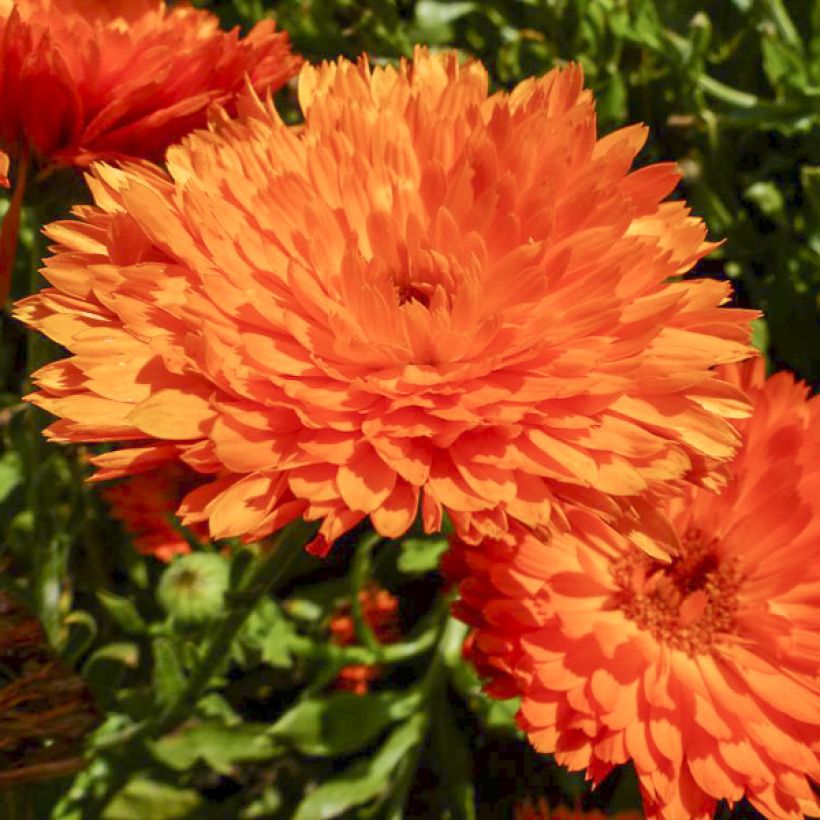 Calêndula officinalis Candyman Orange em sementes (Floração)