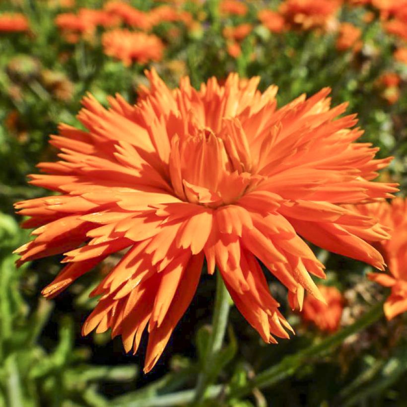 Calêndula officinalis Porcupine em sementes (Floração)