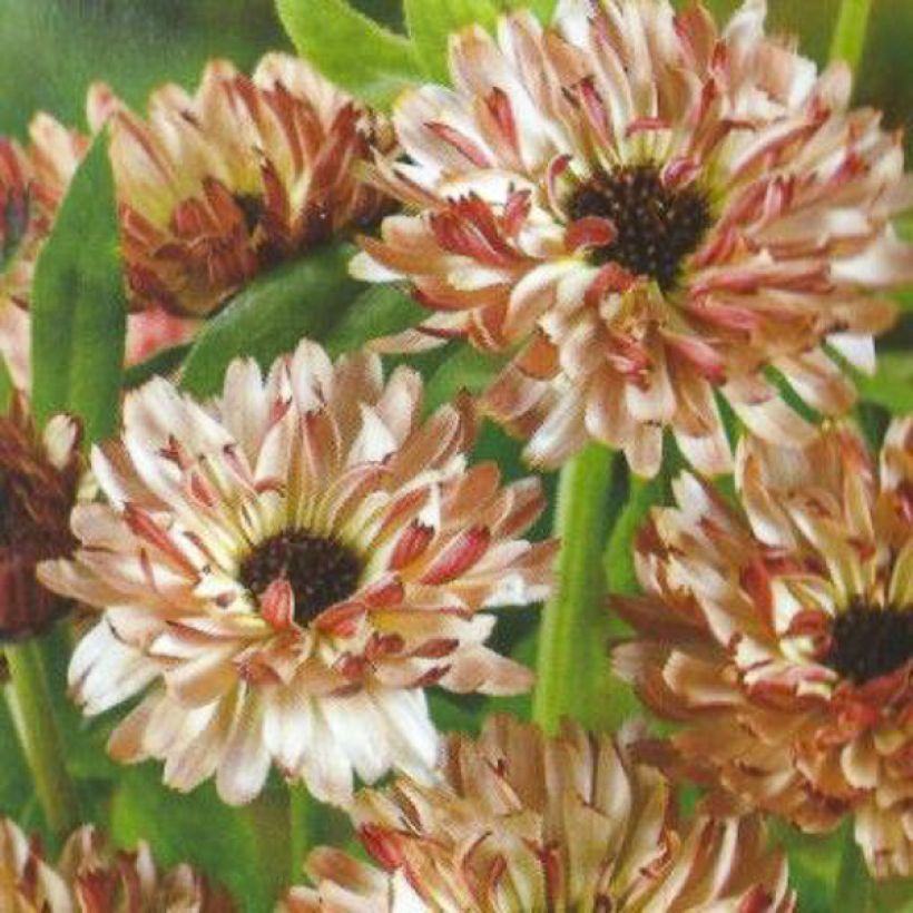 Calêndula officinalis Sunny Girl em sementes (Floração)