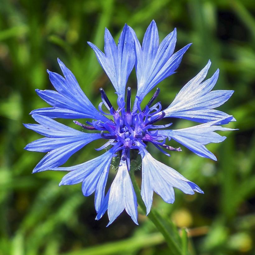 Centaurea cyanus duble em sementes (Floração)