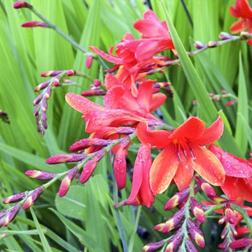 Montbrécia Philippa Browne (Floração)