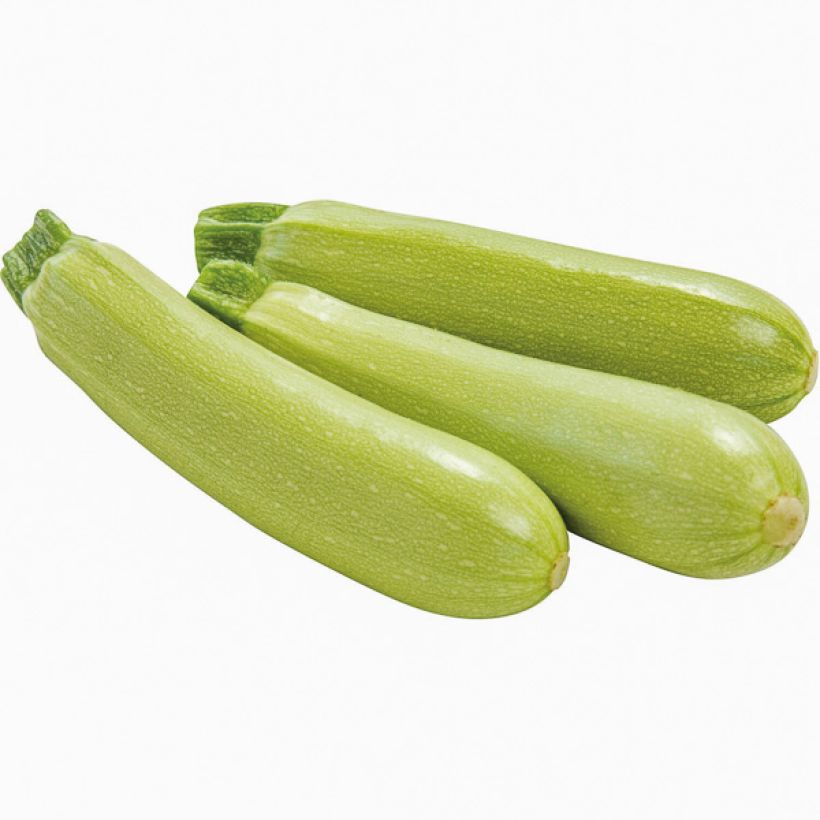 Courgette Amalthée F1 Bio (Colheita)