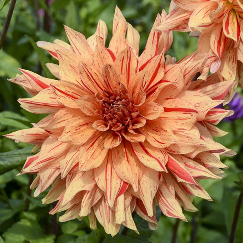 Dália decorativa Clown (Floração)