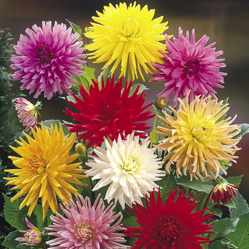 Dália cactus Cactus Hybrids Mixed em sementes (Floração)