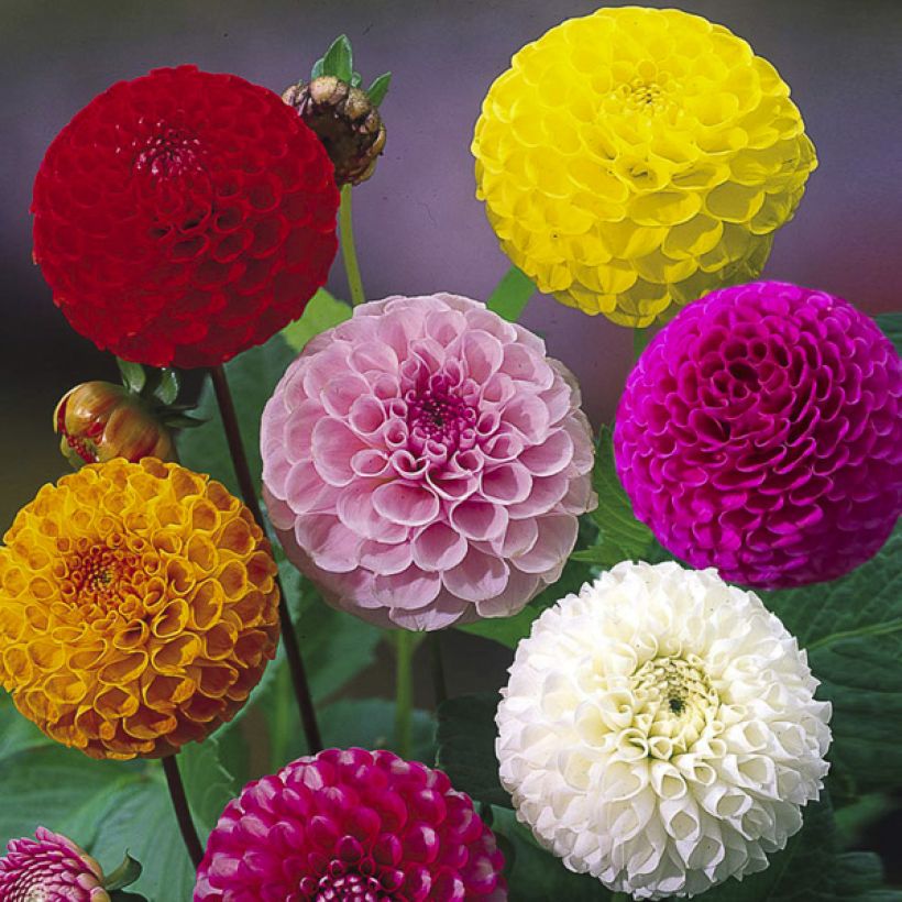 Dahlia variabilis Pompon Mix em sementes (Floração)