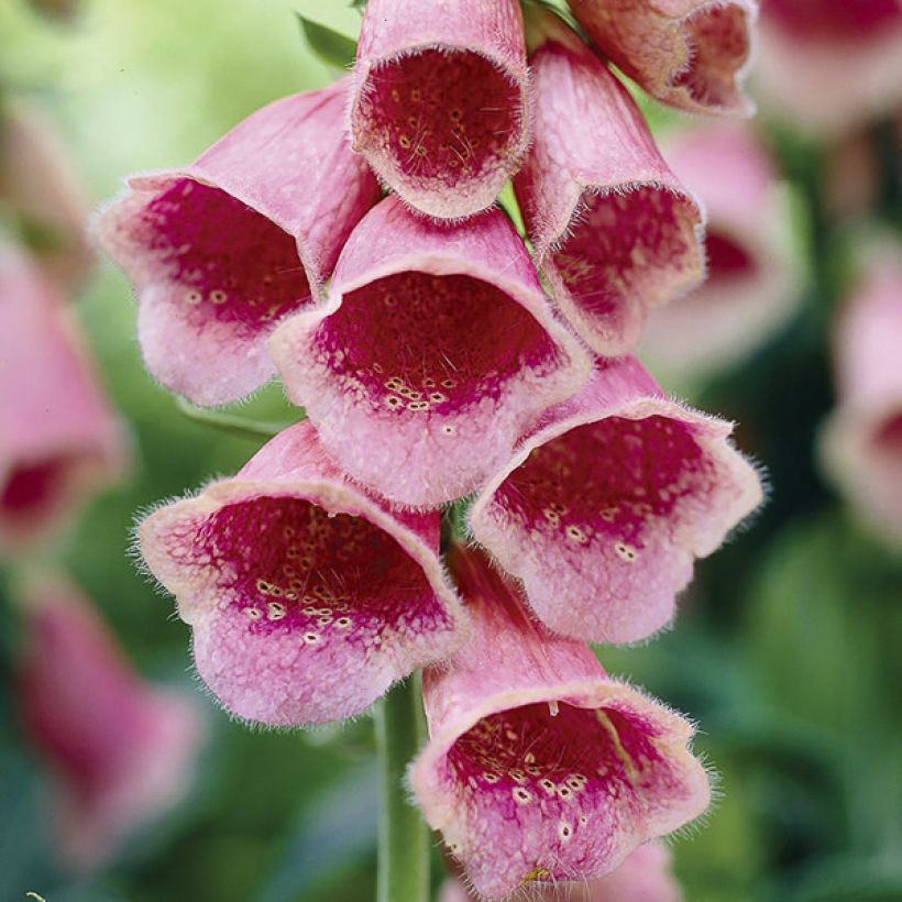 Sementes de Digitalis mertonensis Summer King (Floração)