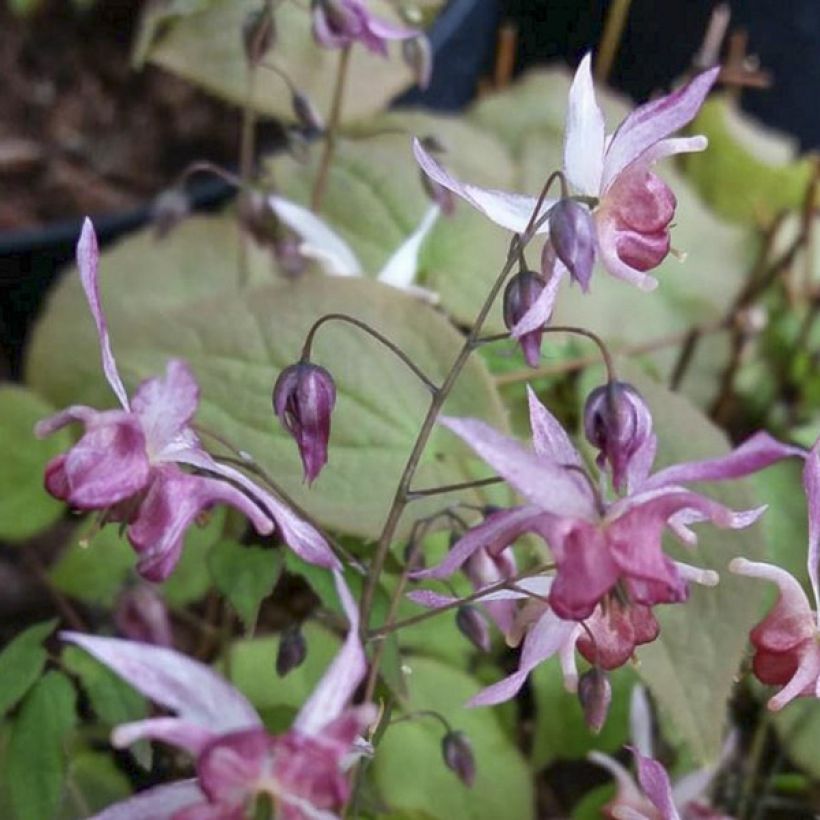 Epimedium Asiatic hybrids (Floração)
