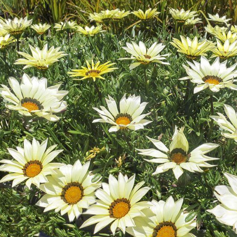 Gazânia Kiss White F1 em sementes (Floração)