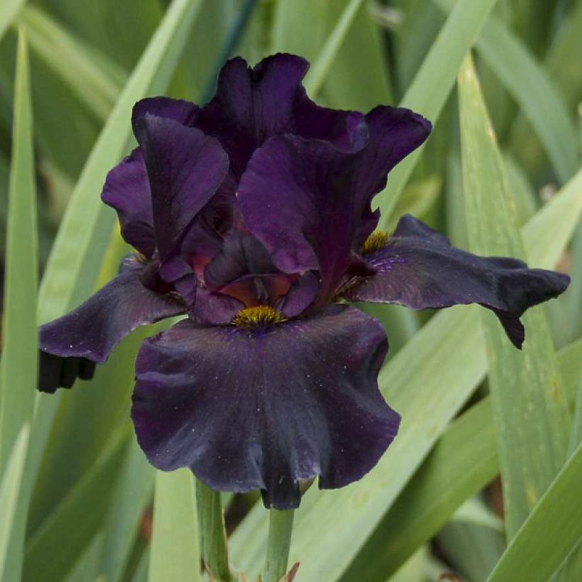 Iris germanica Old Black Magic (Floração)