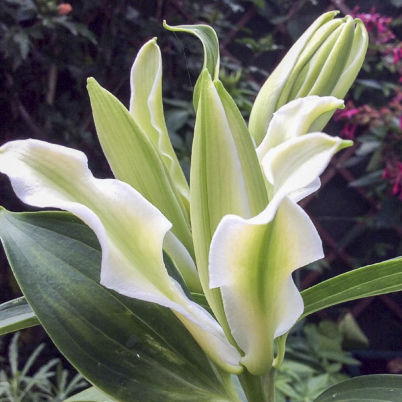 Lírio oriental Polar Star (Floração)