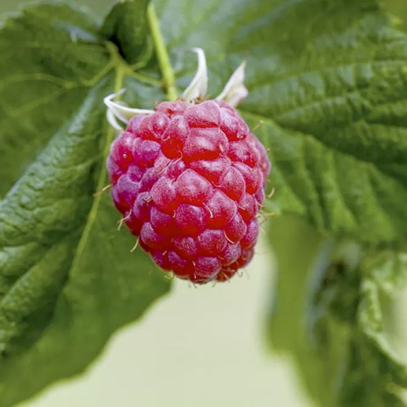 Framboeseiro anão remontante Lucky Berry - Rubus idaeus (Colheita)