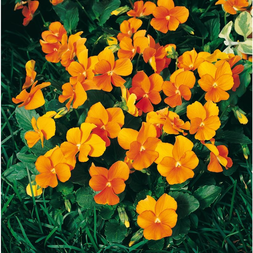 Viola cornuta F1 Penny Orange (Floração)