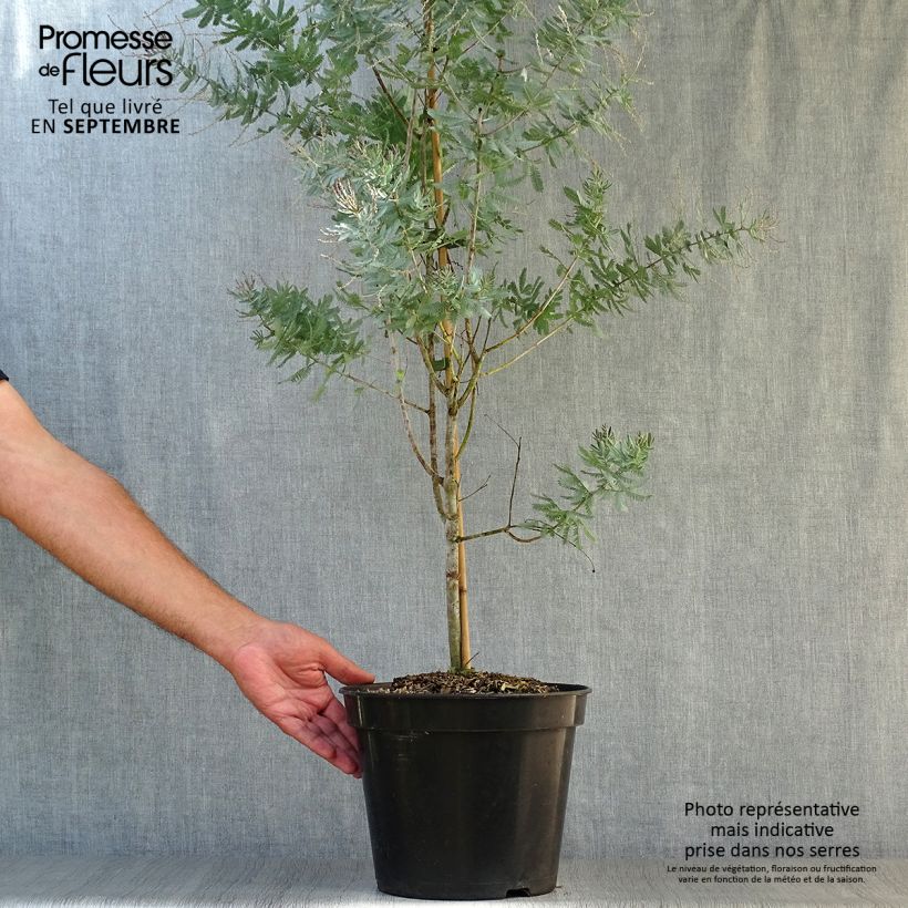 Amostra de Acacia baileyana Songlines Vaso de 6 L/7 L tal como entregue no outono