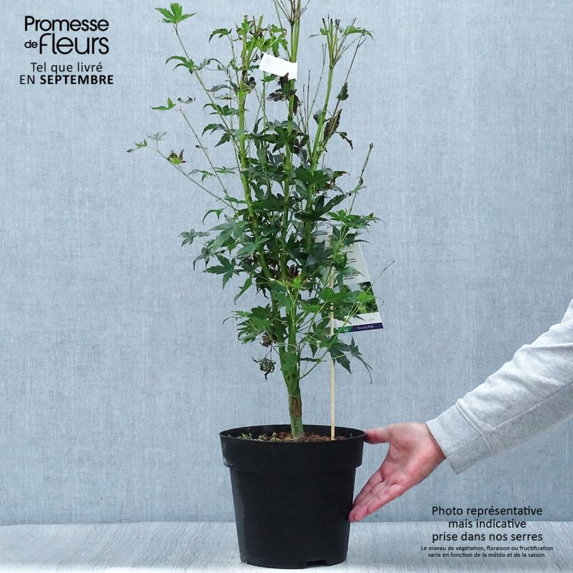 Amostra de Ácer-do-japão Tsukasa Silhouette - Acer palmatum Vaso de 6 L/7 L tal como entregue no outono