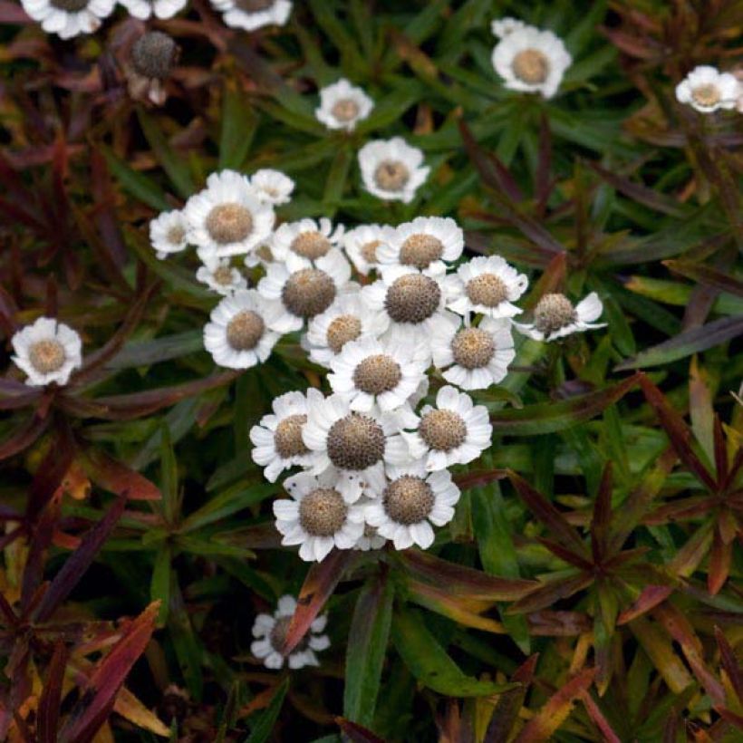 Achillea ptarmica Nana Compacta (Hábito)