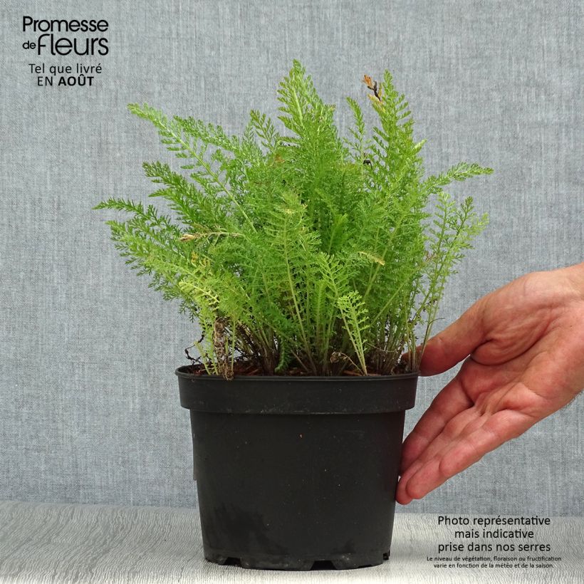 Amostra de Achillea millefolium Summer Pastels Vaso de 2 L/3 L tal como entregue no verão