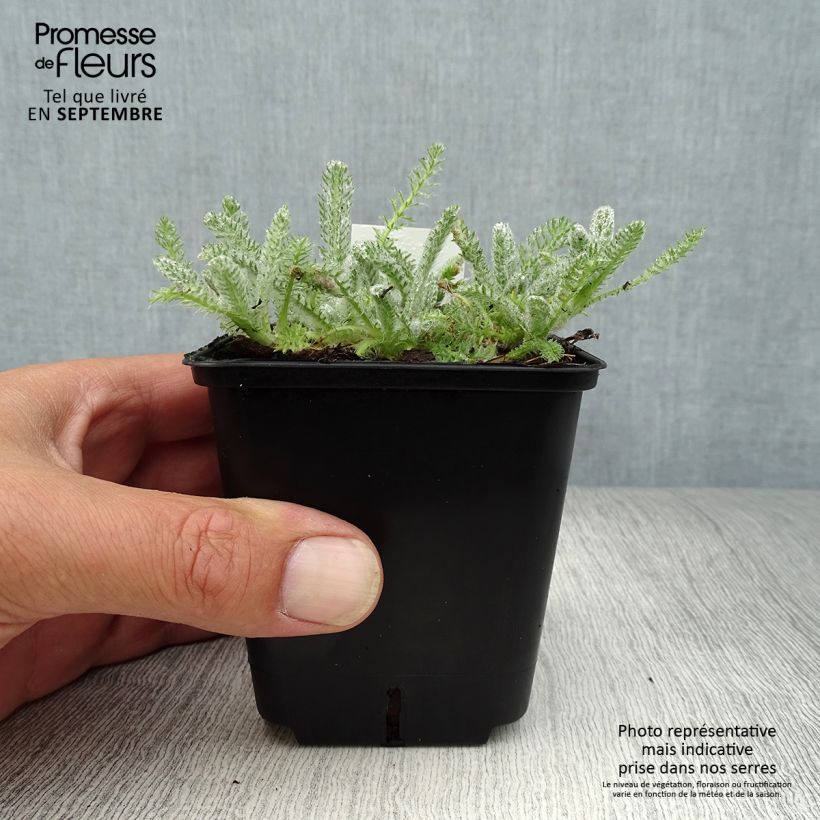 Amostra de Achillea tomentosa Aurea Vaso de 8/9 cm tal como entregue no outono